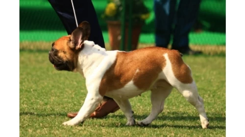 Pet dogs may improve social-emotional skills in young kids