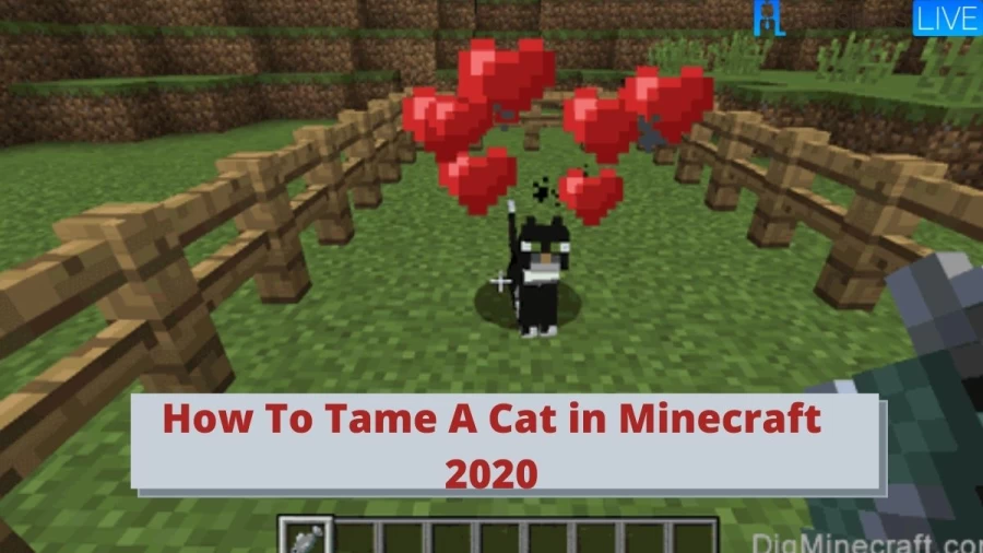 Minecraft 2020 : Steps By Step Processor for How To Tame A Cat in Minecraft 2020?