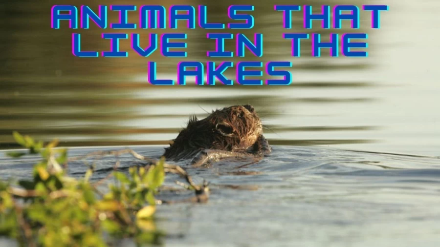 Animals That Live In The Lakes: What Animals Live in a Lake?