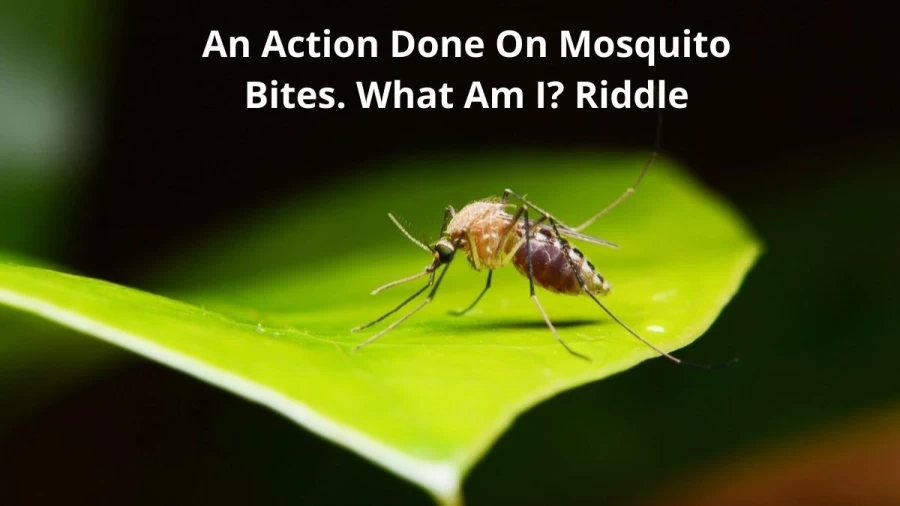 An Action Done On Mosquito Bites. What Am I? Riddle: Check The Answer And Explanation