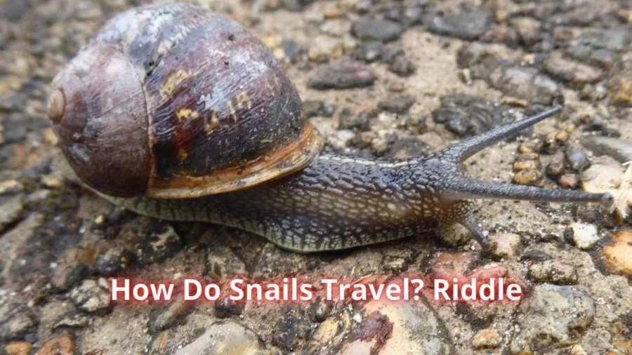 How Do Snails Travel? Riddle: Check The Answer And Explanation For This Riddle