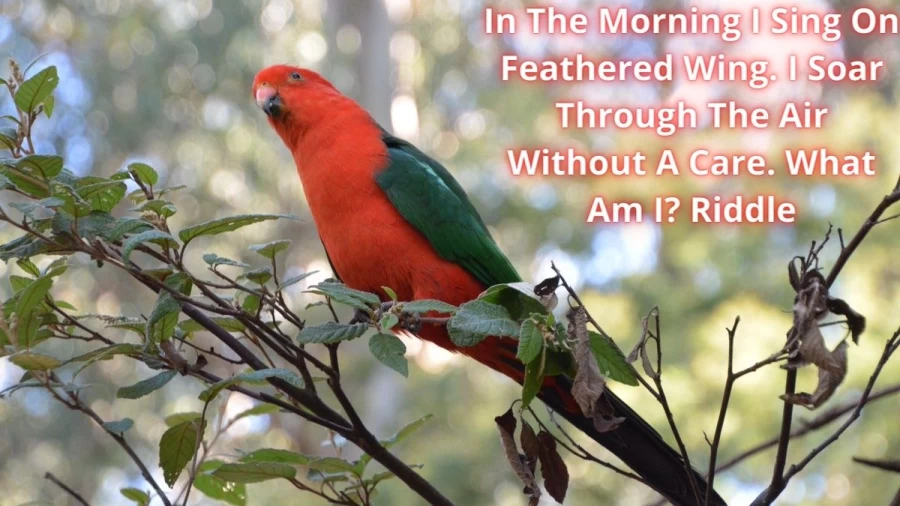 In The Morning I Sing On Feathered Wing. I Soar Through The Air Without A Care. What Am I? Riddle: Check Riddle Answer And Explanation