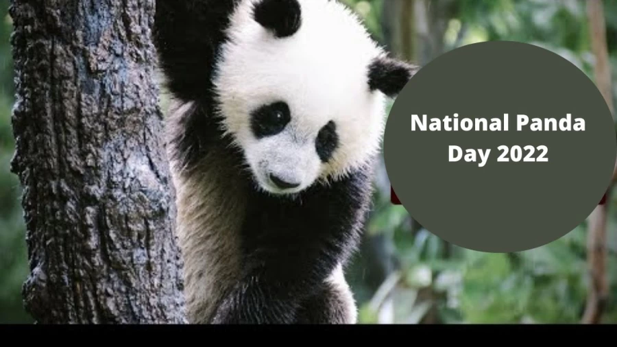 National Panda Day 2022, When Is National Panda Day? Check Date, History, Significance, Quotes, Images, And More