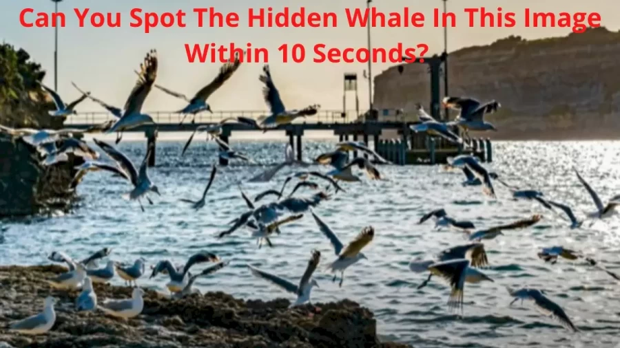 Can You Spot The Hidden Whale In This Image Within 10 Seconds?Explanation And Solution To The Whale Optical Illusion