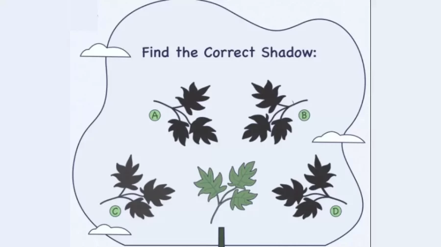 Try Spotting The Correct Shadow In This Picture Puzzle? Brain Teaser Of The Day