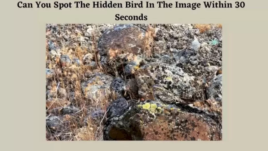 Can You Find The Hidden Bird In The Image Within 20 Seconds? Explanation And Solution To The Bird Optical Illusion