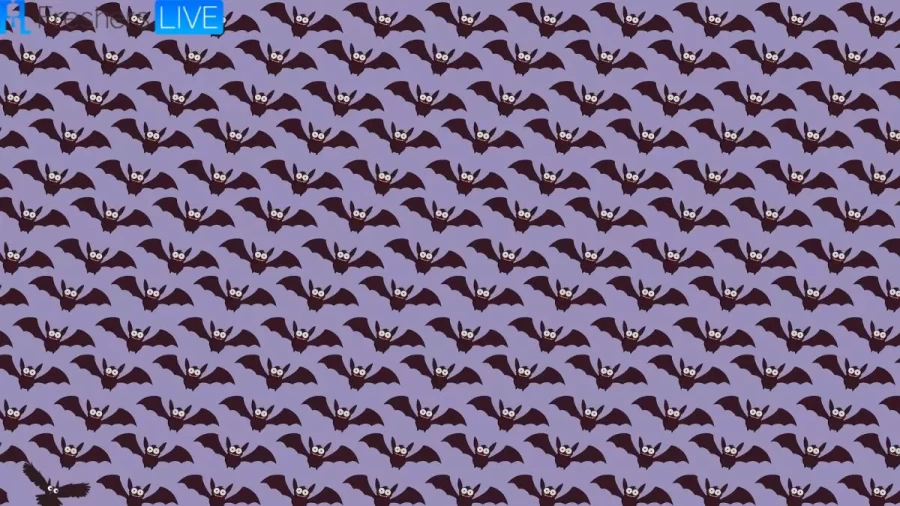 Can You Find The Owl Among The Bats Within 10 Seconds? Explanation And Solution To The Optical Illusion