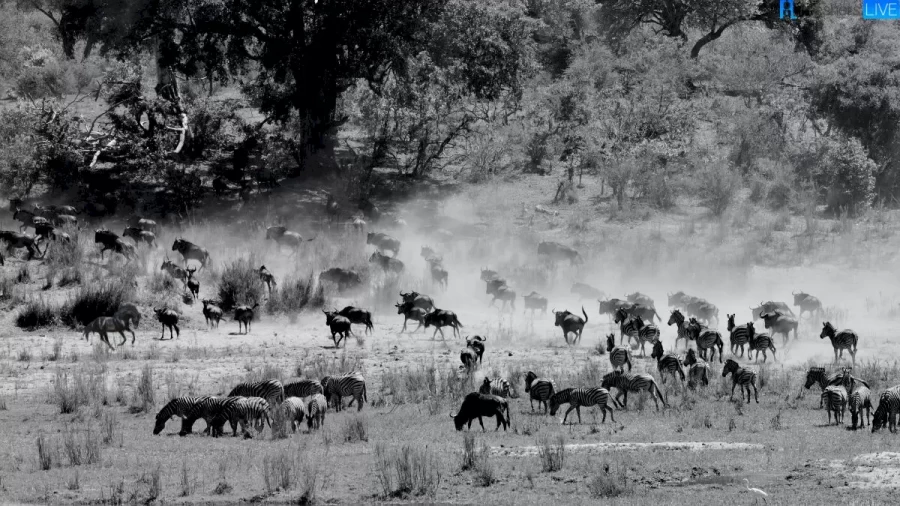 Can You Spot a Horse Among these Animals within 15 Seconds? Explanation And Solution To The Optical Illusion