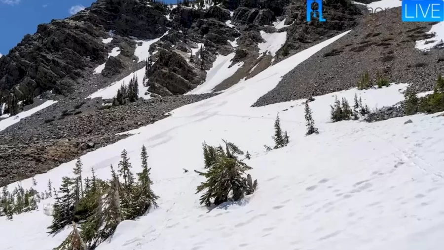 Can You Spot The Arctic Fox In This Snow Mountain Within 10 Seconds? Explanation And Solution To This Optical Illusion