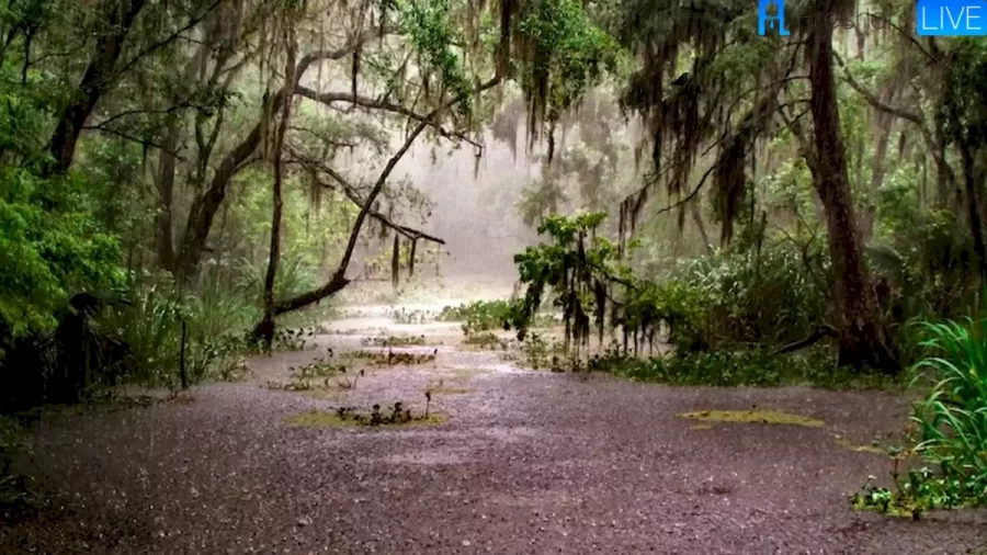 Can You Spot The Crow In This Rain Forest Within 8 Seconds? Explanation And Solution To This Optical Illusion