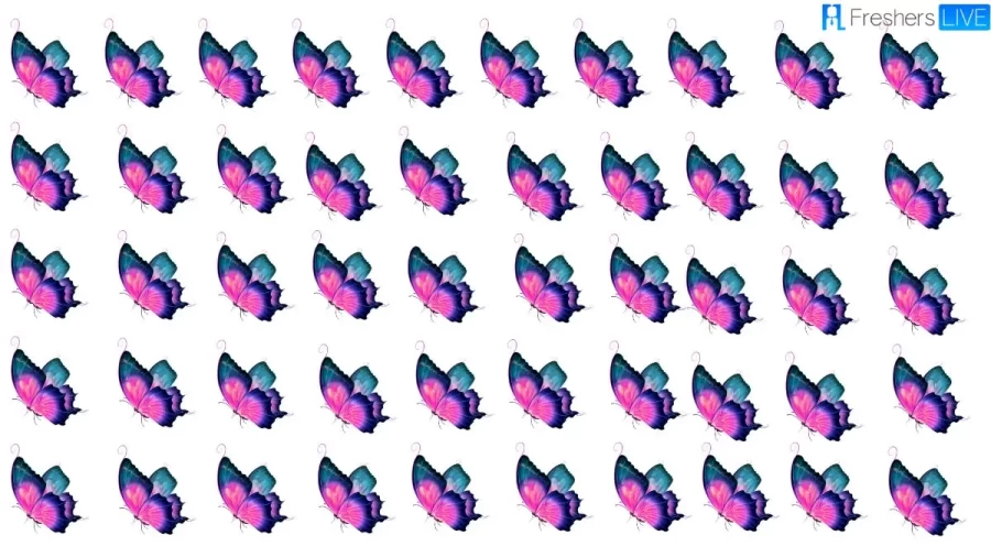 One Of These Butterflies Is Different Can You Spot The Odd One And Solve This Brain Teaser Picture Puzzle?