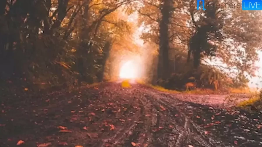 Spot The Sparrow In This Image Of Road And Trees. Explanation And Solution To This Optical Illusion