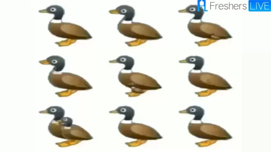 Brain Teaser Of The Week: How Many Ducks Are There In The Picture? Picture Puzzle