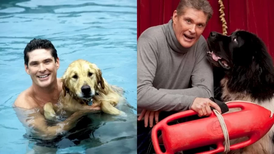 What Happened To The Goldbergs David Hasselhoff? Where Is David Hasselhoff Now?