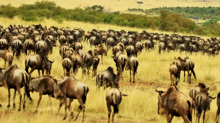 Can You Spot The Zebra Hidden Among These Wildebeests Within 23 Seconds? Explanation And Solution To The Hidden Zebra Optical Illusion