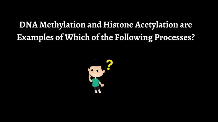 DNA Methylation and Histone Acetylation are Examples of Which of the Following Processes?