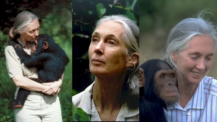 Is Jane Goodall Still Alive? Jane Goodall Biography, Age, Height, And Family