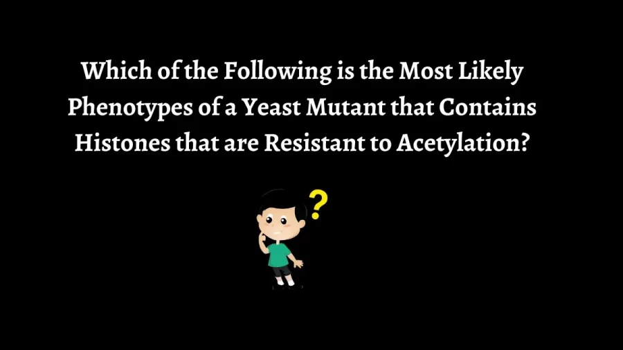 Which of the following is the Most Likely Phenotypes of a Yeast Mutant that Contains Histones that are Resistant to Acetylation?